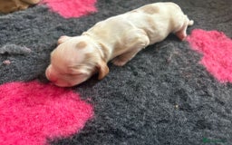 Cocker Spaniel dogs for sale: Cocker Spaniel Puppies - Image 10