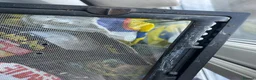 Frog reptiles for sale: 3 White’s Tree Frogs, 2 Vivs, Loads of Equipment🐸 - Advert 21