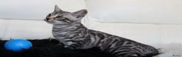 Bengal cats for sale: Stunning Bengal kittens - Advert 21