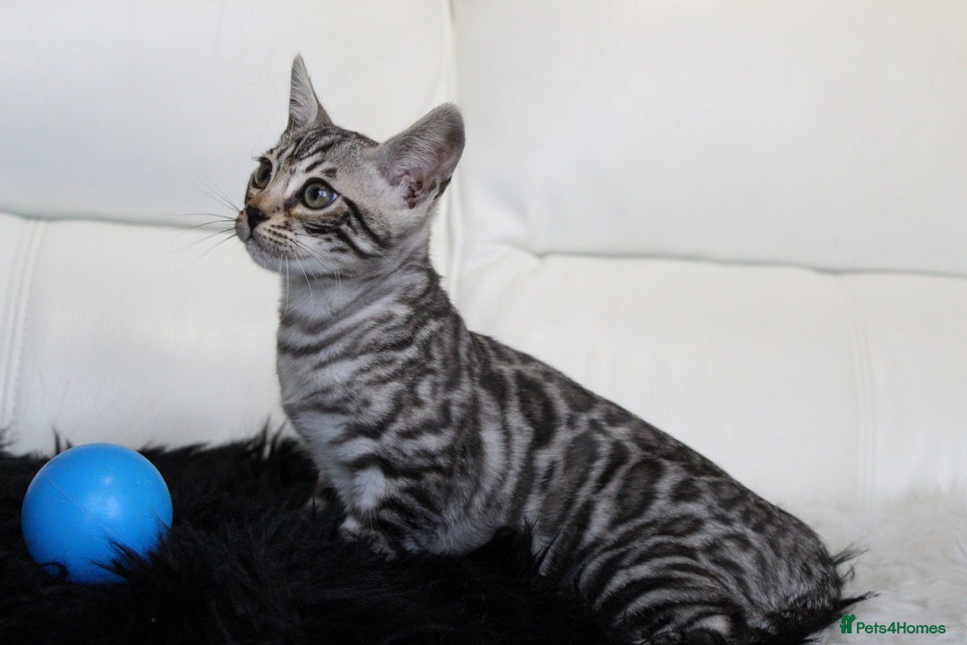 Bengal cats for sale: Stunning Bengal kittens - Image 21