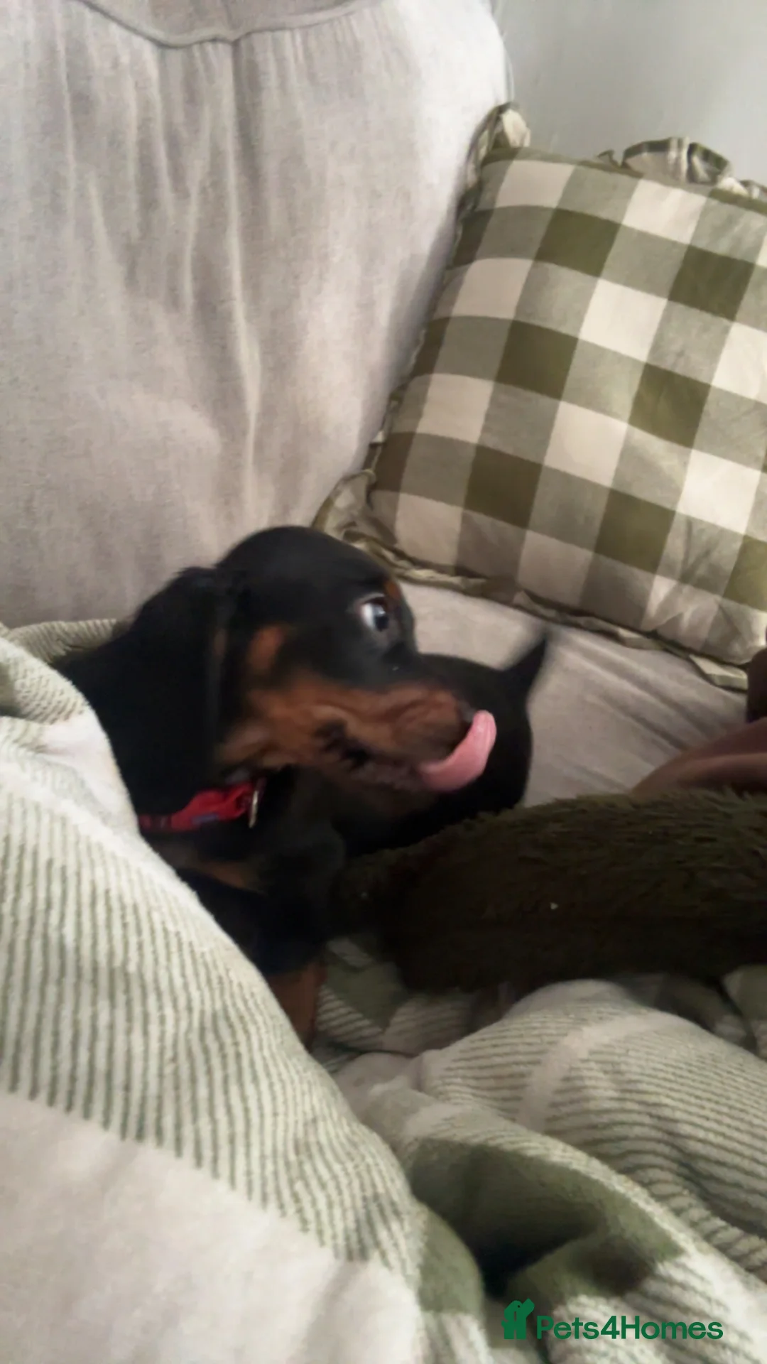 Dachshund dogs for sale: 11 week old pup  in Port Talbot - Advert 7