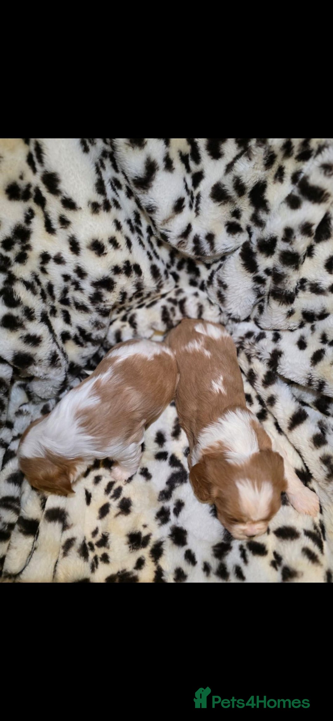 Cavalier King Charles Spaniel dogs for sale: 💫CKC STUNNING PUPPIES HEALTH TESTED 💫 - Advert 17