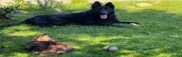 German Shepherd dogs for sale: Well trained German Shepherd - Advert 5