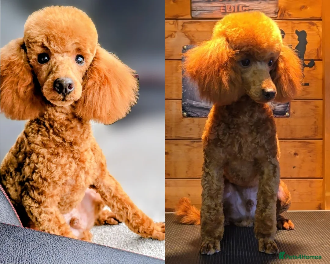 Toy Poodle dogs for stud: TOY & MINIATURE BOY'S FOR STUD  - Advert 1
