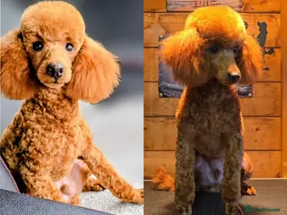 Toy Poodle dogs TOY & MINIATURE BOY'S FOR STUD - Advert 1