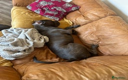 Mixed Breed dogs for sale: 2 year old mastiff  - Image 3