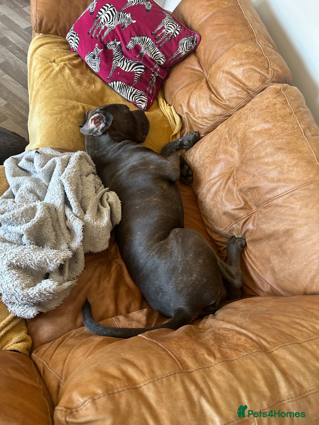 Mixed Breed dogs for sale: 2 year old mastiff  - Image 3