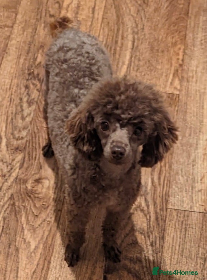 Toy Poodle dogs KC REGISTERED TOY POODLES FULLY HEALTH TESTED  - Advert 1