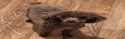 Toy Poodle dogs for sale: KC REGISTERED TOY POODLES FULLY HEALTH TESTED  - Advert 8