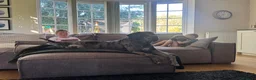Mixed Breed dogs for stud: Big Beautiful Boy - Advert 4