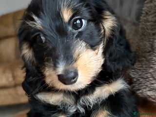 Dachshund dogs 5 star licensed breeder - Advert 3