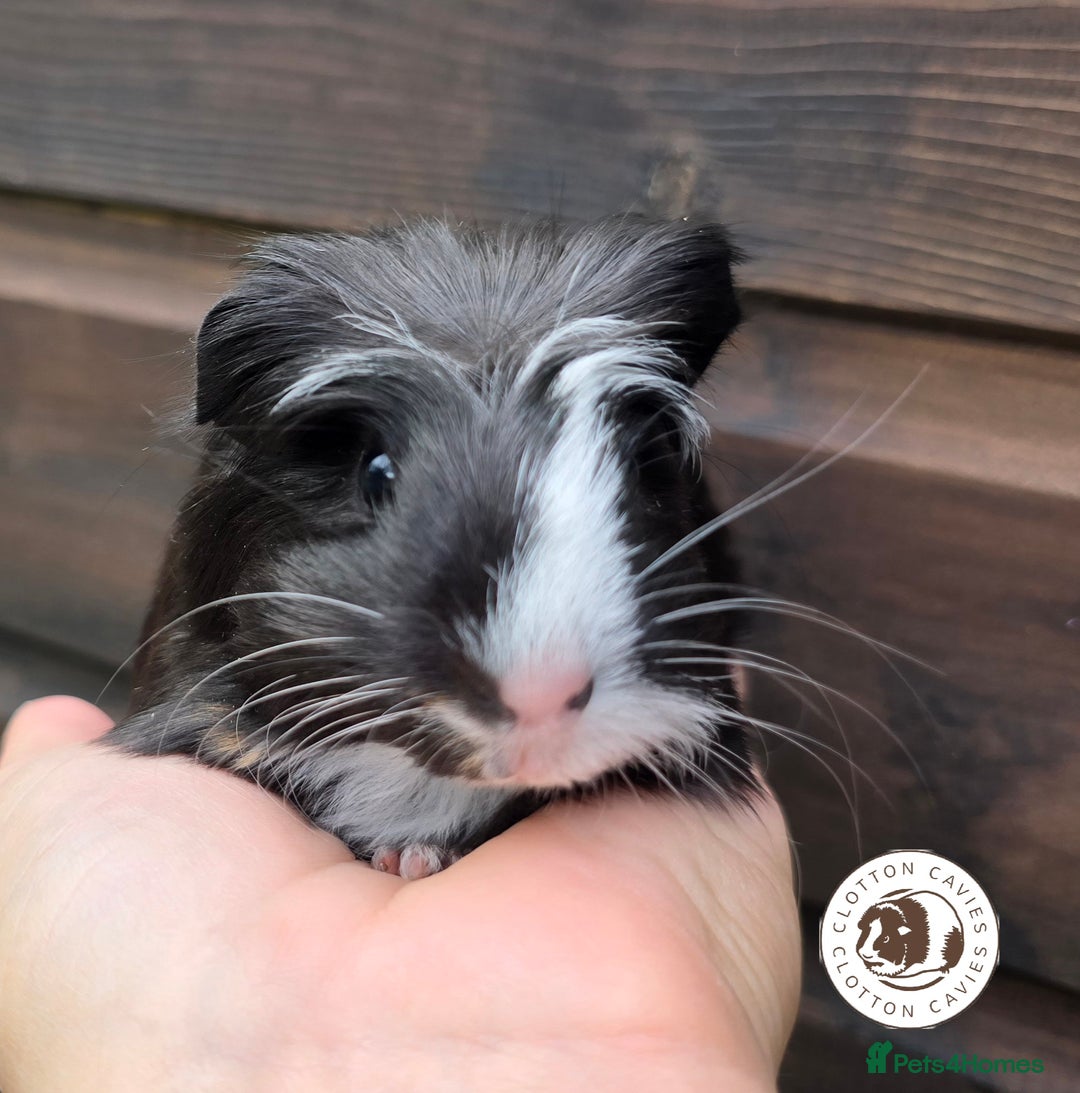 Guinea Pig rodents for sale: Gorgeous baby Guinea Pigs for sale  - Image 6