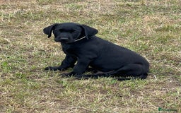 Labrador Retriever dogs for sale: 🐾Ready Now🐾Black Male FTCH Pedigree Forward Pups - Image 31