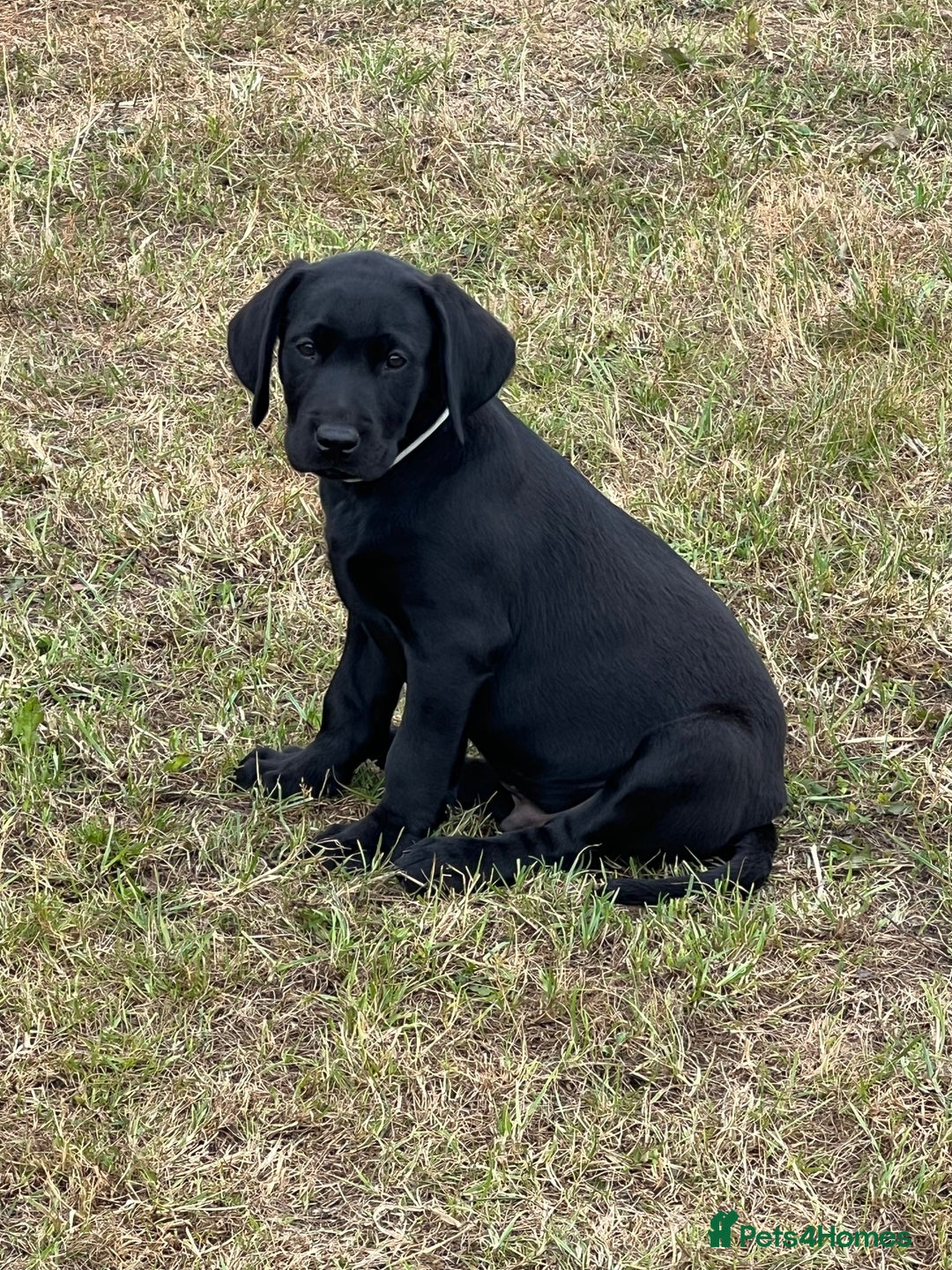 Labrador Retriever dogs for sale: 🐾Ready Now🐾Black Male FTCH Pedigree Forward Pups - Image 31