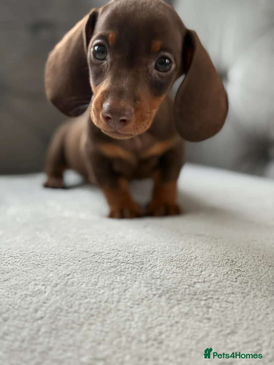 Miniature Dachshund dogs for sale: READY NOW Tiny MALES KC reg mini dachshunds  - Advert 1