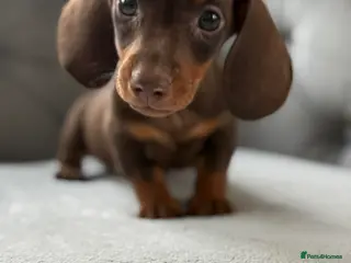 Miniature Dachshund dogs Stunning kennel club registered mini dachshunds - Advert 11