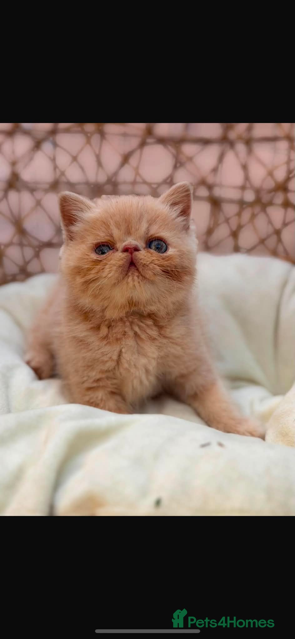 Exotic cats Stunning exotic kittens high quality m - Advert 12