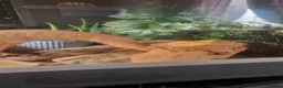 Bearded Dragon reptiles for sale: Bearded dragon for sale  in Manchester - Advert 2