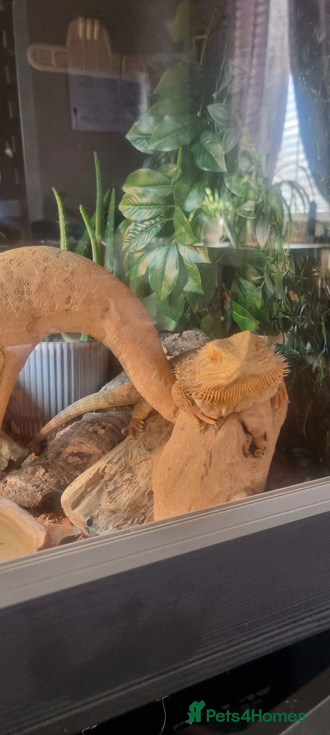 Bearded Dragon reptiles for sale: Bearded dragon for sale  in Manchester - Advert 2