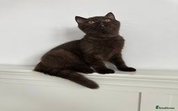 British Shorthair cats for sale: Ready🏡British Shorthair Chuky Kittens - Image 9