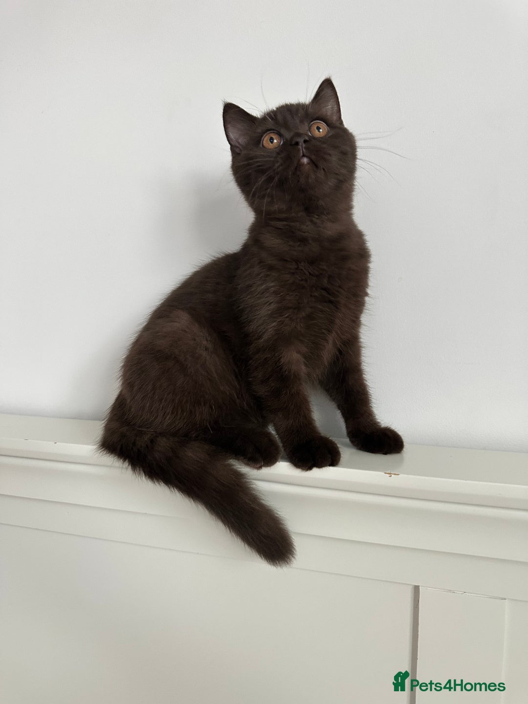British Shorthair cats for sale: Ready🏡British Shorthair Chuky Kittens - Image 9