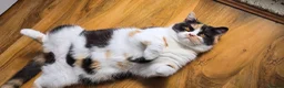 British Shorthair cats for sale: GCCF British Shorthair & British Longhair Girls - Advert 5