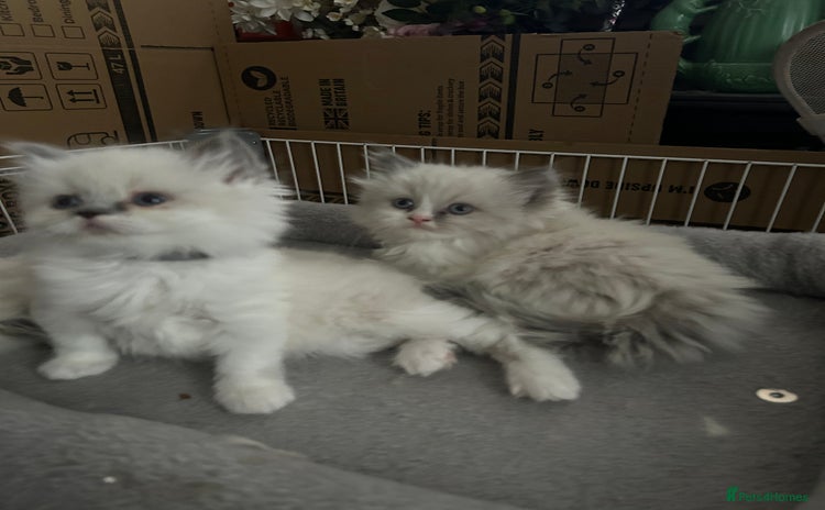 Persian cats - Advert 6