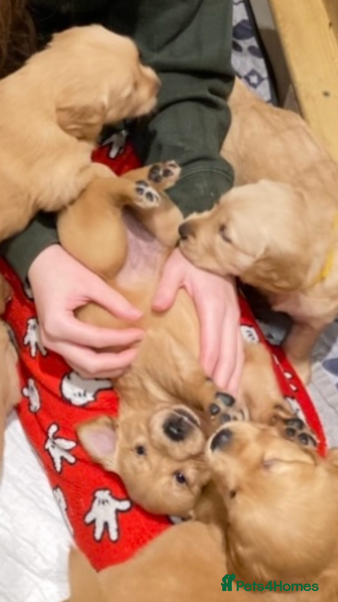 Golden Retriever dogs for sale: KC Registered Golden Retriever Puppies  - Advert 13