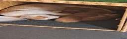 Mixed Breed cats for sale: Kittens for sale  - Advert 6