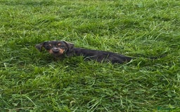 Miniature Dachshund dogs for sale: Miniature Dachshund smooth hair Kc reg - Image 2