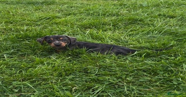Miniature Dachshund dogs - Advert 13