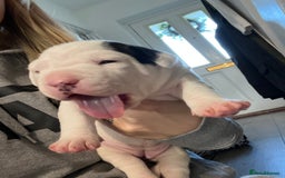 Mixed Breed dogs for sale: 4 beautiful American bully cross staffy puppies - Image 32