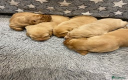 Labrador Retriever dogs for sale: Gorgeous KC registered Labrador Puppies  - Image 5