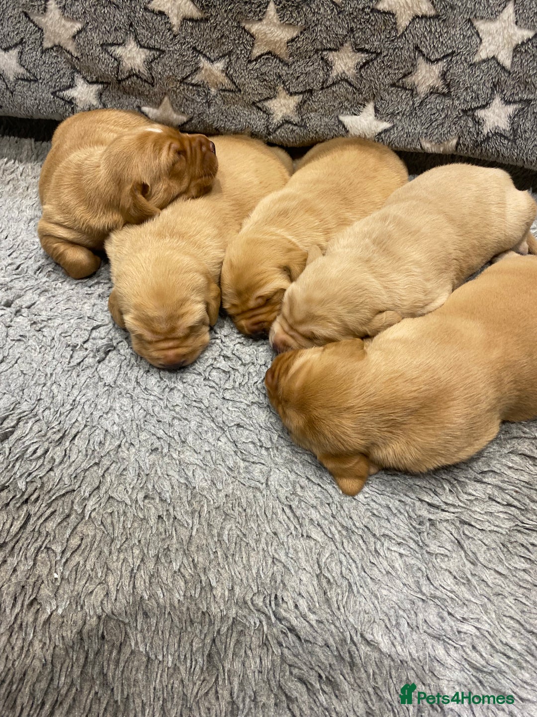Labrador Retriever dogs for sale: Gorgeous KC registered Labrador Puppies  - Image 5