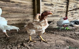Chickens poultry for sale: Indio Gigante *LARGE BIRDS* - Advert 7