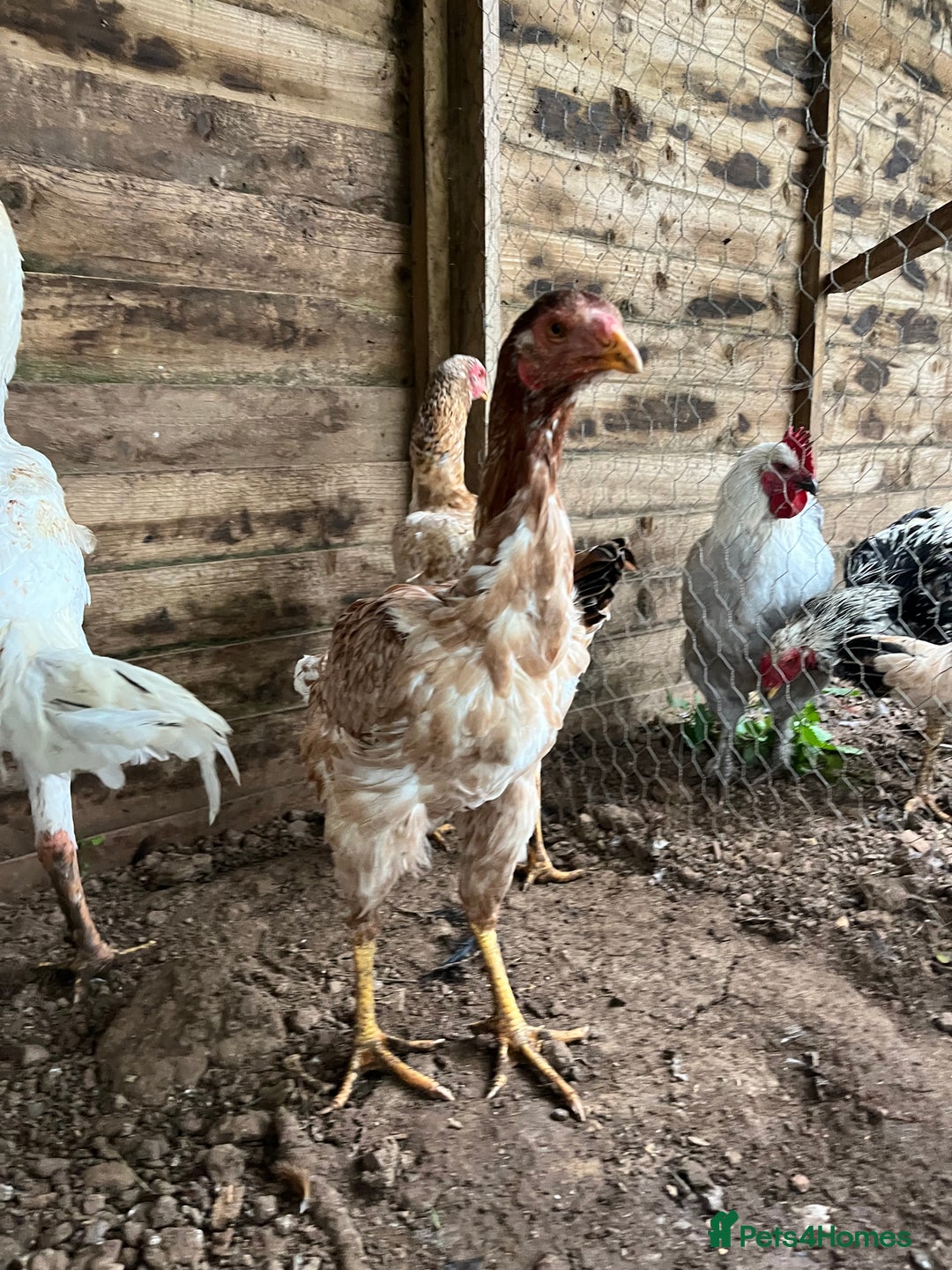 Chickens poultry for sale: Indio Gigante *LARGE BIRDS* - Advert 7
