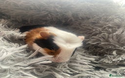 Guinea Pig rodents for sale: Guinea pigs  - Image 11