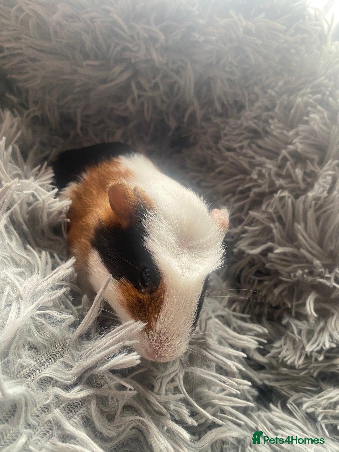 Guinea Pig rodents for sale: Guinea pigs  - Image 11