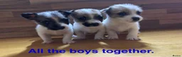 Mixed Breed dogs for sale: **Gorgeous Jack Russell × Bichon Frise Puppies - Advert 1