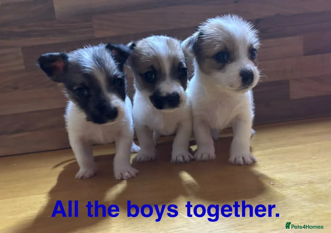 Mixed Breed dogs for sale: **Gorgeous Jack Russell × Bichon Frise Puppies - Advert 1