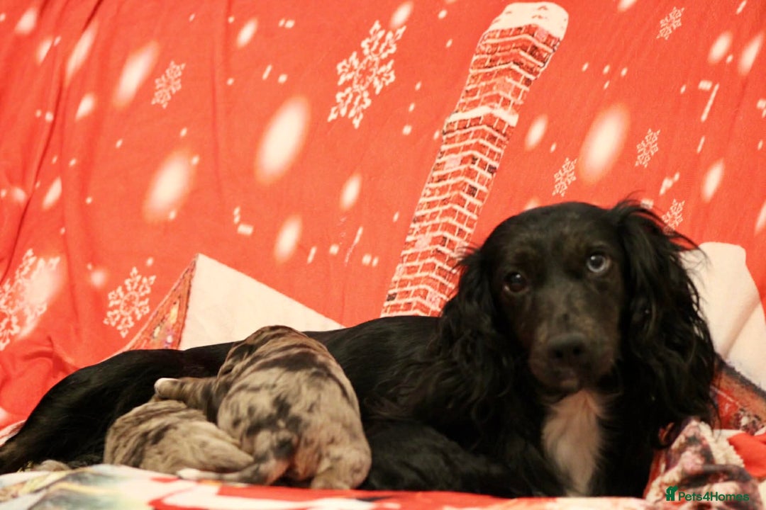 Cockapoo dogs for sale: Cockapoo puppies  - Advert 13