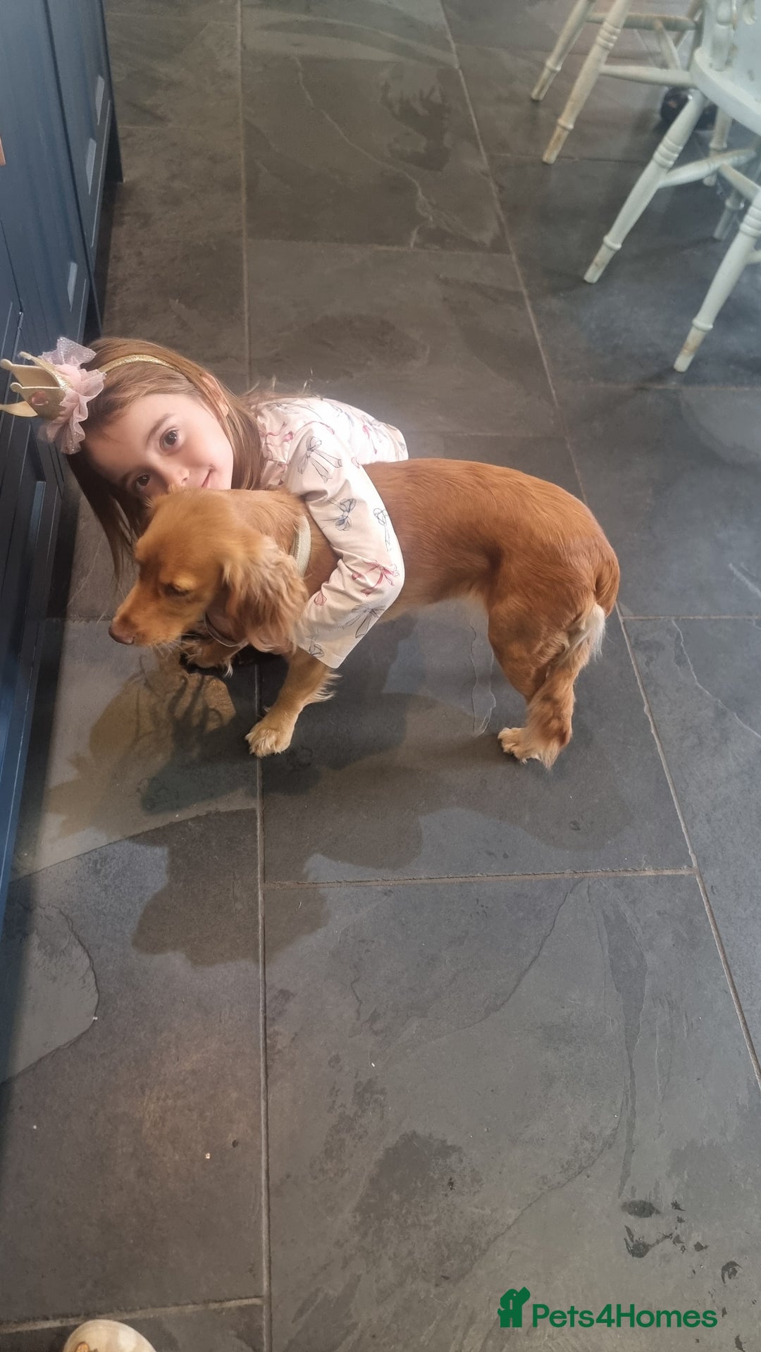 Cockapoo dogs for sale: Stunning litter of cockapoos, 2 males, 3 females - Advert 6