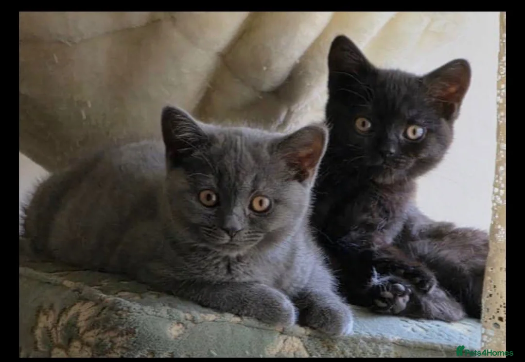 British Shorthair cats for sale: British shorthair kittens in Hayes - Advert 4