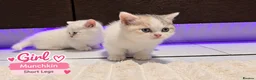 Munchkin cats for sale: Munchkin Kittens. Munchkin cross Scottish Straight - Advert 2