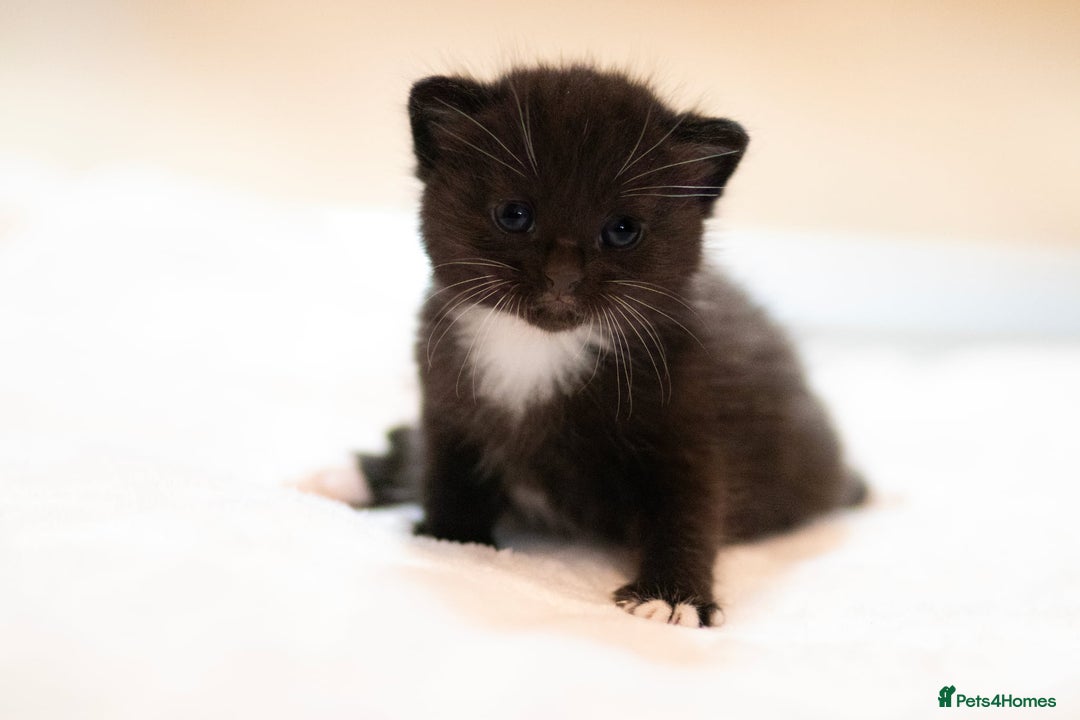 Mixed Breed cats for sale: Adorable kittens looking for a loving home - Image 8