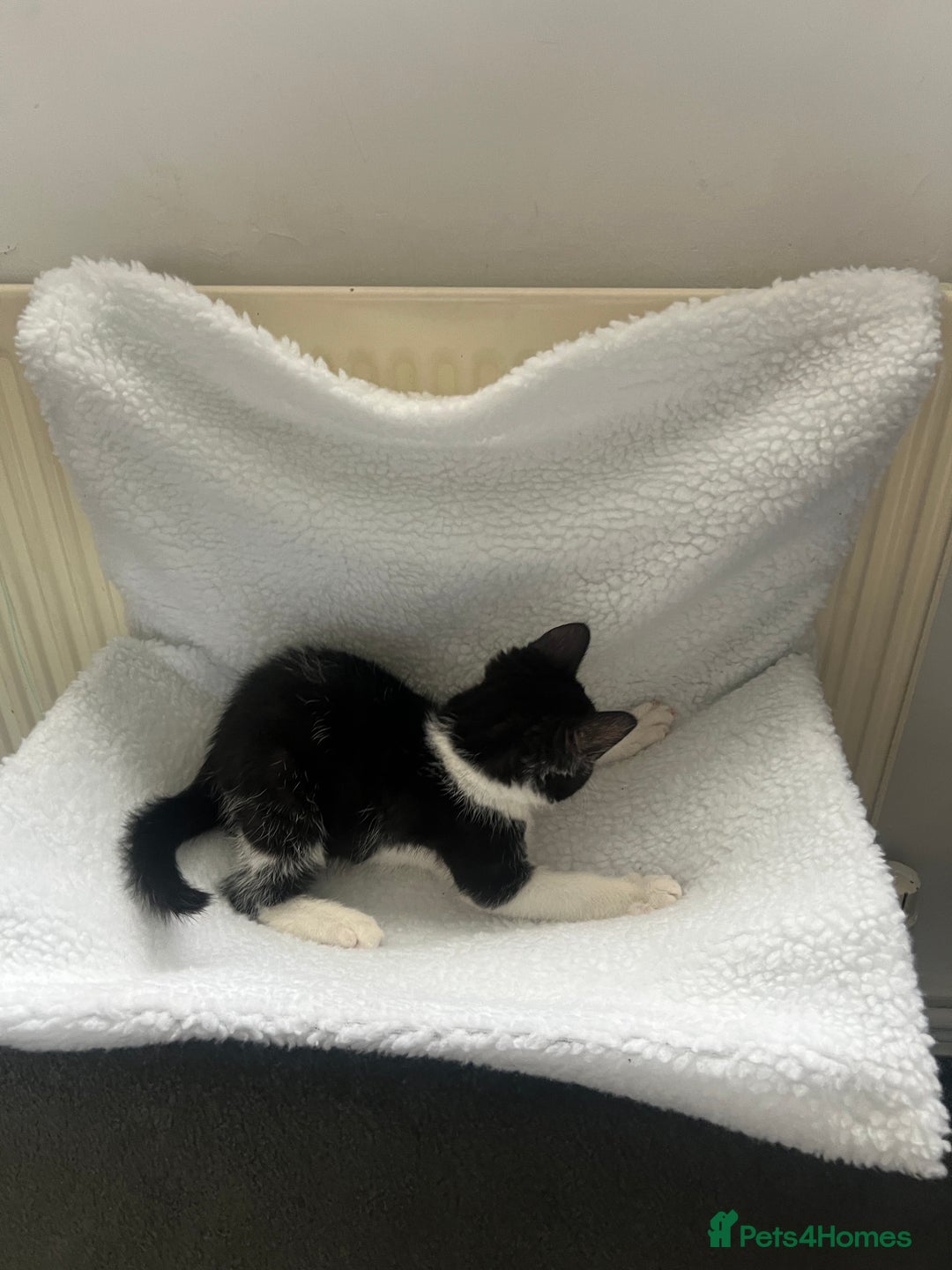 British Shorthair cats for sale: 11 Week Old Male Kitten Black & White Shorthair - Advert 11