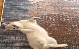 British Shorthair cats for sale: British scottish shorthair - Image 1