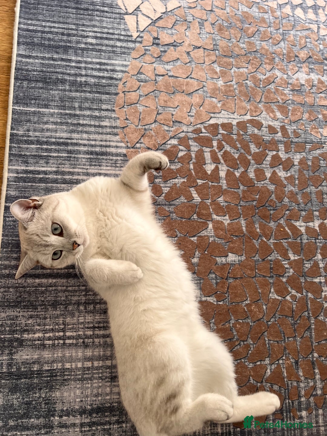 British Shorthair cats for sale: British scottish shorthair - Image 1