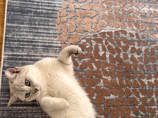 British Shorthair cats - Advert 22