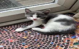British Shorthair cats for sale: 2 BSH available next week for their forever family - Image 7